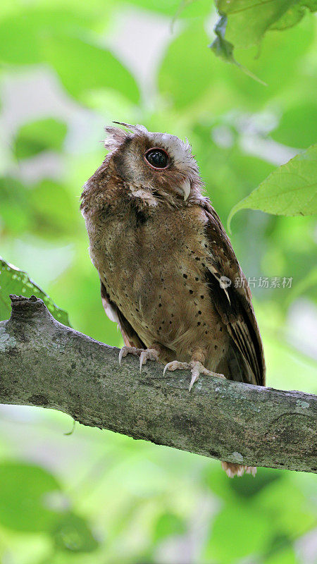 夜行鸟:成年白额镜鸮(Otus sagittatus)。